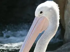 关于里程碑夜！新奥尔良鹈鹕调整名单；社区盾赛后刷纪录；态度坚定；临场指挥获称赞的信息-九游网站